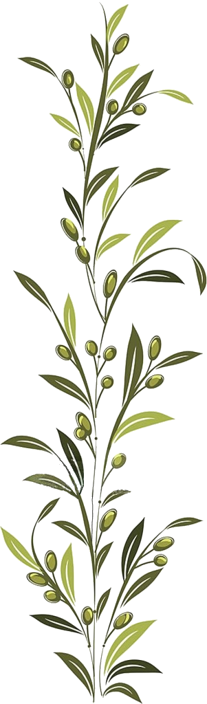 Rama de olivo botánica